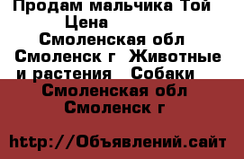 Продам мальчика Той › Цена ­ 6 000 - Смоленская обл., Смоленск г. Животные и растения » Собаки   . Смоленская обл.,Смоленск г.